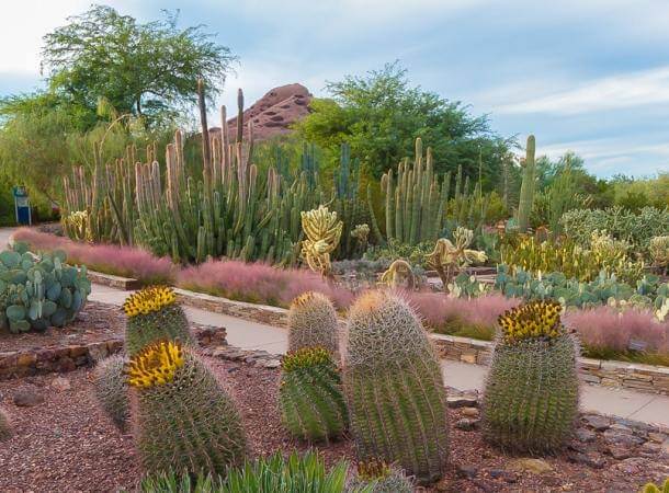 Phoenix Father Daughter Dates Desert Botanical Garden