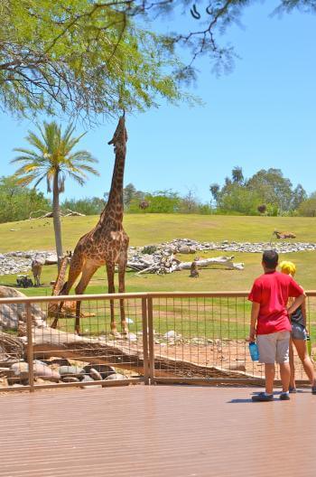 Phoenix Father Daughter Dates Zoo