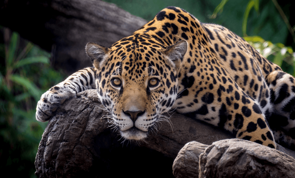 Best Family Activities in Birmingham Zoo