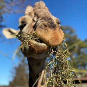 Best things to do when you're bored in birmingham birmingham zoo