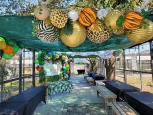 big cat habitat outdoor party space