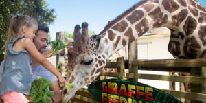 little girl giraffe feeding
